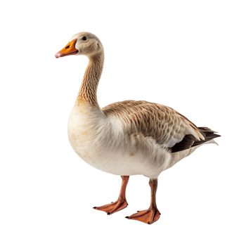 goose isolated on transparent background png