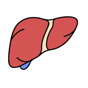liver icon illustration vector