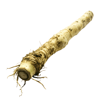 Horseradish isolated on background png