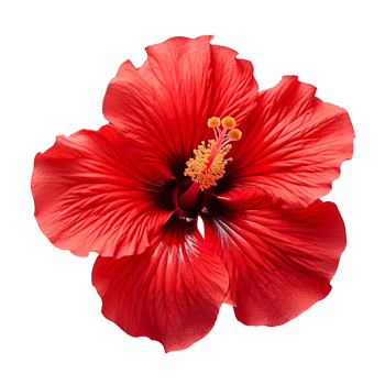 Tropical Red Hibiscus flower isolated on transparent background png