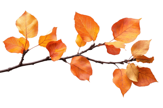 Autumn leaves transparent png
