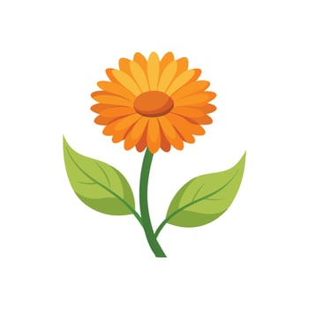 Calendula flower flat illustration on white background. vector