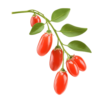 Goji berries on a branch png
