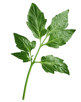 Vibrant tomato leaf showcasing intricate textures against a clean white background png