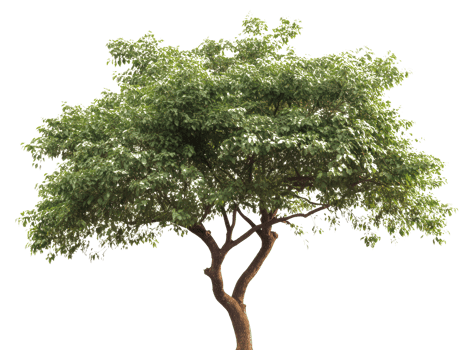 A tree is shown in the middle of a field png