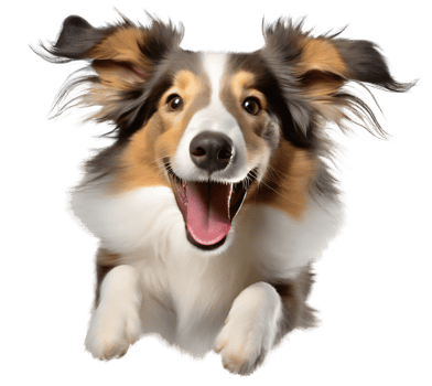 Cute collie puppy jumping. Playful dog cut out at background. png