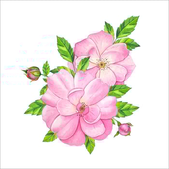 Bouquet with pink tea rose. Hand drawn watercolor illustration vector