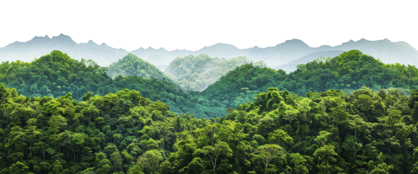Tropical forest isolated on transparent background png
