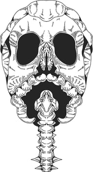 A cross hatched illustration of a skull with its cervical vertebrae, reminiscent of engraving style, simple yet meaningful. vector