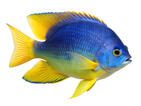 Yellowtail Damselfish swimming, isolated on a transparent background png