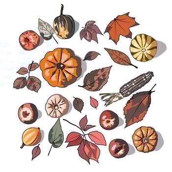Thanksgiving Day. Different Varieties of Pumpkins and Leaves Seamless Pattern. Autumn Harvest Symbols. Hand Drawn Doodle Pumpkin and leaf. Vegetables Background vector