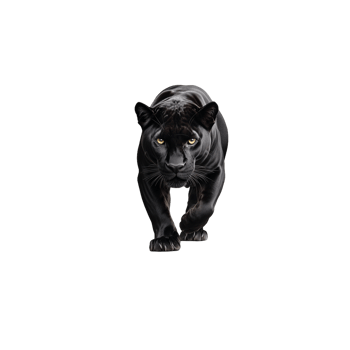 Black panther crouching low with intense eyes on a transparent background png