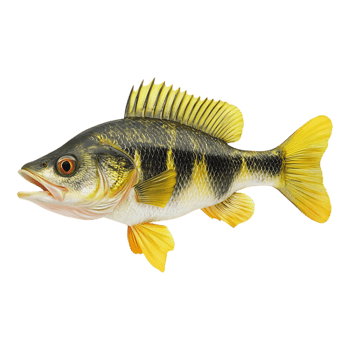 Gold fish Transparent png