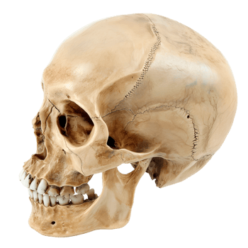 A human skull with a missing tooth png