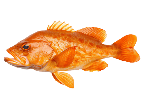 Realistic Fish Model with Glossy Finish png
