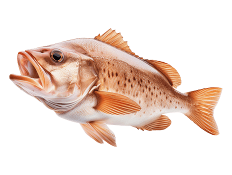 A large fish with a big mouth on a transparent background png