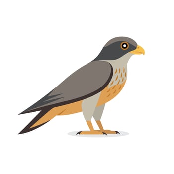 Sparrow hawk animal isolated flat illustration on white background. vector