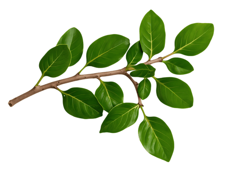 Leaves on a Single Branch png