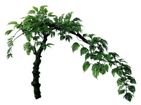 a tree with leaves on it png