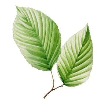 Two Green Leaves with Veins on a Branch png