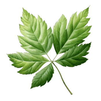 Watercolor Illustration of a Green, Compound Leaf with Five Leaflets png