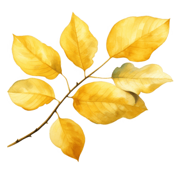 Watercolor Illustration of a Branch with Yellow Autumn Leaves png