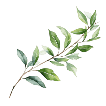 Watercolor Painting of a Green Branch with Leaves png