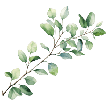 Watercolor Branch with Leaves Isolated on a Transparent Background png