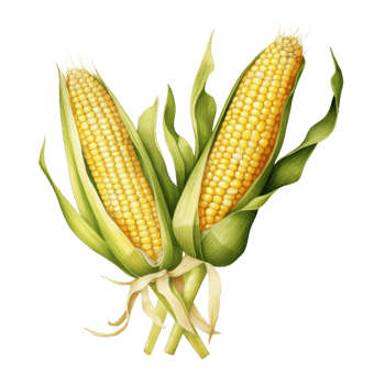 Two Ears of Corn with Husks and Leaves png