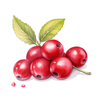 Watercolor painting of a cluster of red berries with green leaves png