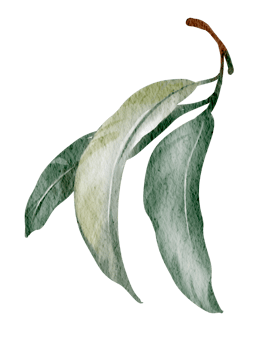 A delicate watercolor illustration hand drawn of eucalyptus leaves, perfect for botanical designs, nature-inspired decor, or minimalist art. Ideal for prints, cards, and home decor. png