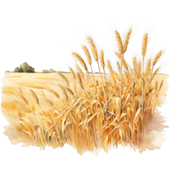 Watercolor Painting of a Wheat Field with Tall Stalks png