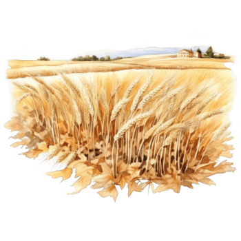 Watercolor painting of wheat stalks in a field with a farmhouse in the background png