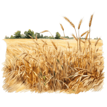 Watercolor Painting of a Golden Wheat Field with Trees in the Background png