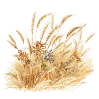 Watercolor Illustration of Wheat Stalks with Berries png
