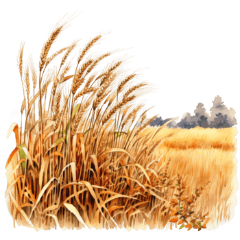 Watercolor Painting of a Golden Wheat Field with a Few Trees in the Distance png