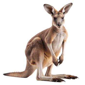 kangaroo isolate on transparency background png