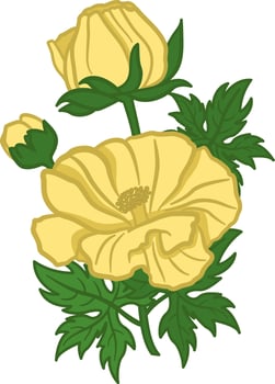 Buttercup flowers. Illustration of Beautiful Yellow Flowers. Floral Design for Printing on Clothes, Cards, Wedding Invitations, Congratulations, and Botanical Texts vector