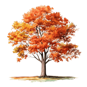 Watercolor Painting of a Single Tree with Autumn Foliage png