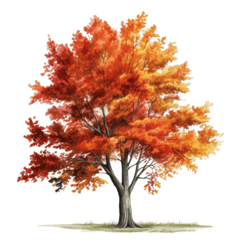 A Single Deciduous Tree with Vibrant Autumn Foliage png