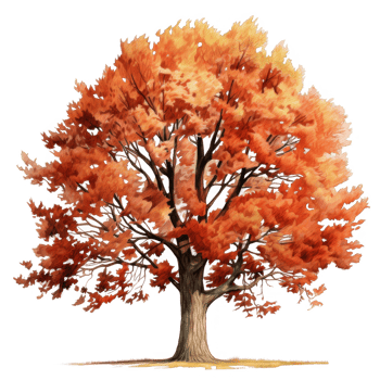 A Single Tree with Orange and Red Autumn Leaves png