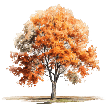 Watercolor Painting of a Single Tree with Autumn Foliage png