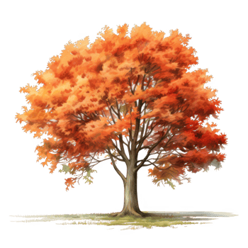 A Single Tree with Vibrant Orange and Red Autumn Leaves png