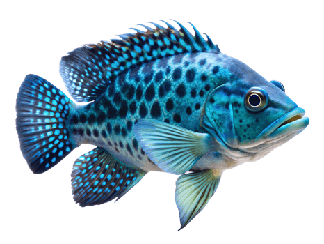 Electric Blue Jack Dempsey swiming isolated on a transparent background png