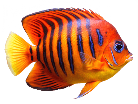 Flame Angelfish swiming isolated on a transparent background png