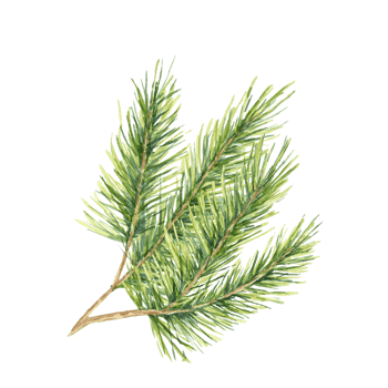 A vibrant green spruce twig with thick, lush needles. Isolated fir, cedar or pine watercolor clipart for holiday gift wrap, eco-conscious packaging, festive invitations, or winter-themed decorations png