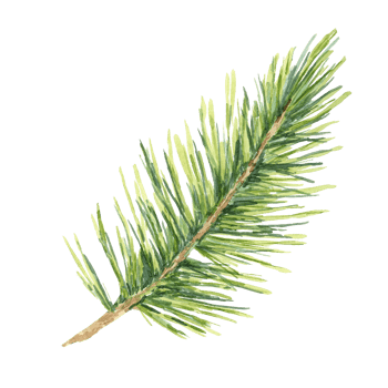 A detailed green spruce branch in watercolor. Hand drawn realistic clipart for festive-themed web design, Christmas merchandise, holiday e-cards, or winter season digital products and print decoration png