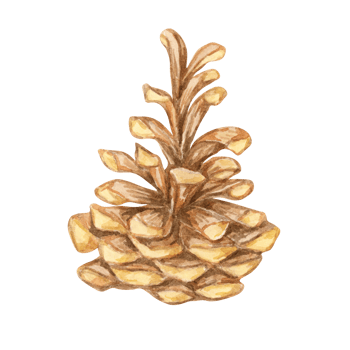 Pine cone in brown shades. Watercolor clipart perfect for nature-themed designs, holiday decorations, and rustic home decor. Detailed botanical illustration for greeting cards and seasonal posters png