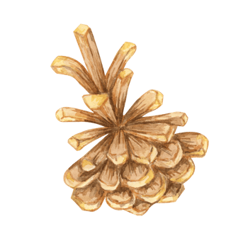 Pine cone watercolor illustration for winter crafts, holiday invitations, and nature-themed decor. Watercolor botanical clipart perfect for enhancing eco-friendly packaging and rustic merchandise png