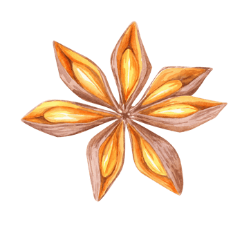 A star anise in warm brown and orange tones. Watercolor illustration ideal for spice-themed designs, culinary blogs, and kitchen decor. Perfect for enhancing holiday cards and food packaging png